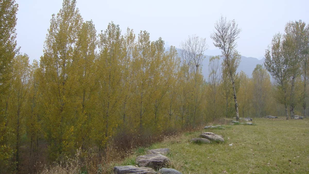 MySQL 同表复制数据