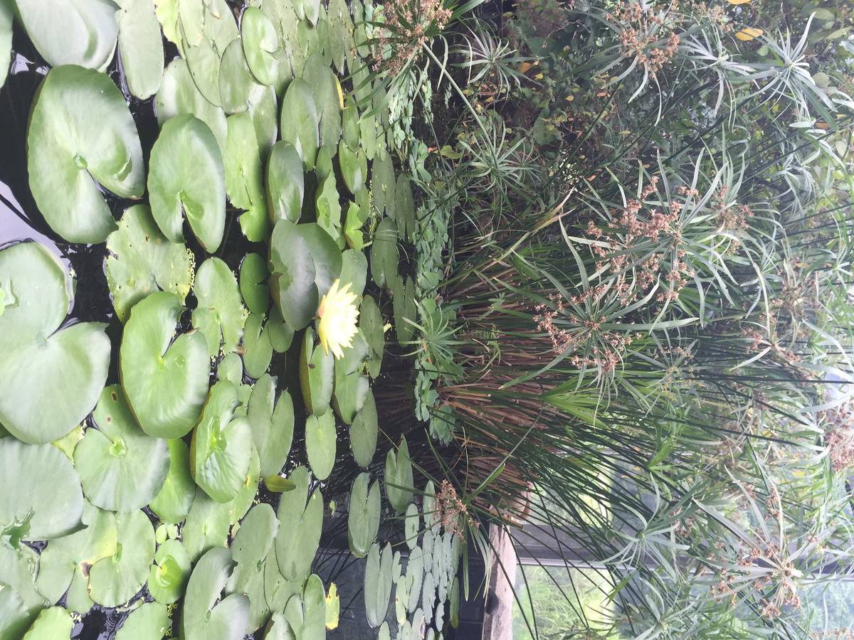 Backbone + ES2015 Class