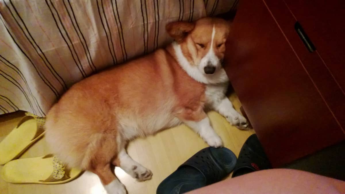 解决 PHP 导出 CSV 的乱码问题