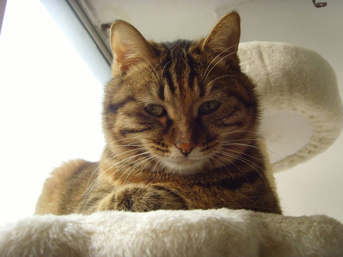 node.js 复制文件最快的方法