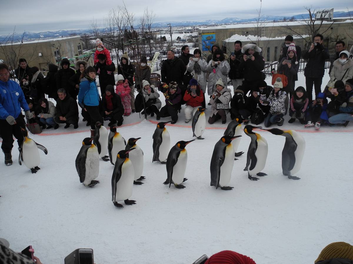 知加 zhijia.io 即将关闭