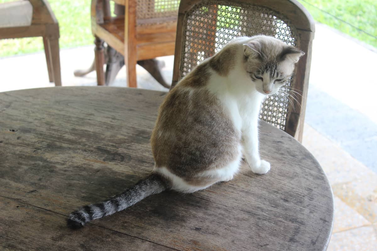 技术类问答产品的困境