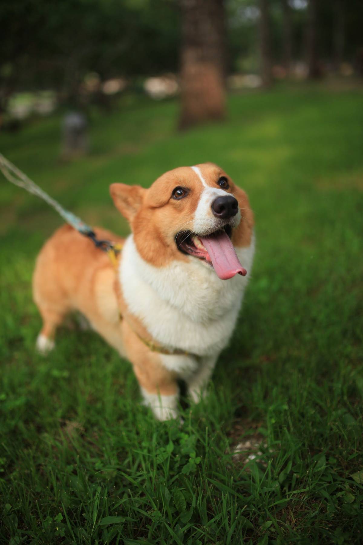 听得懂话的姆伊