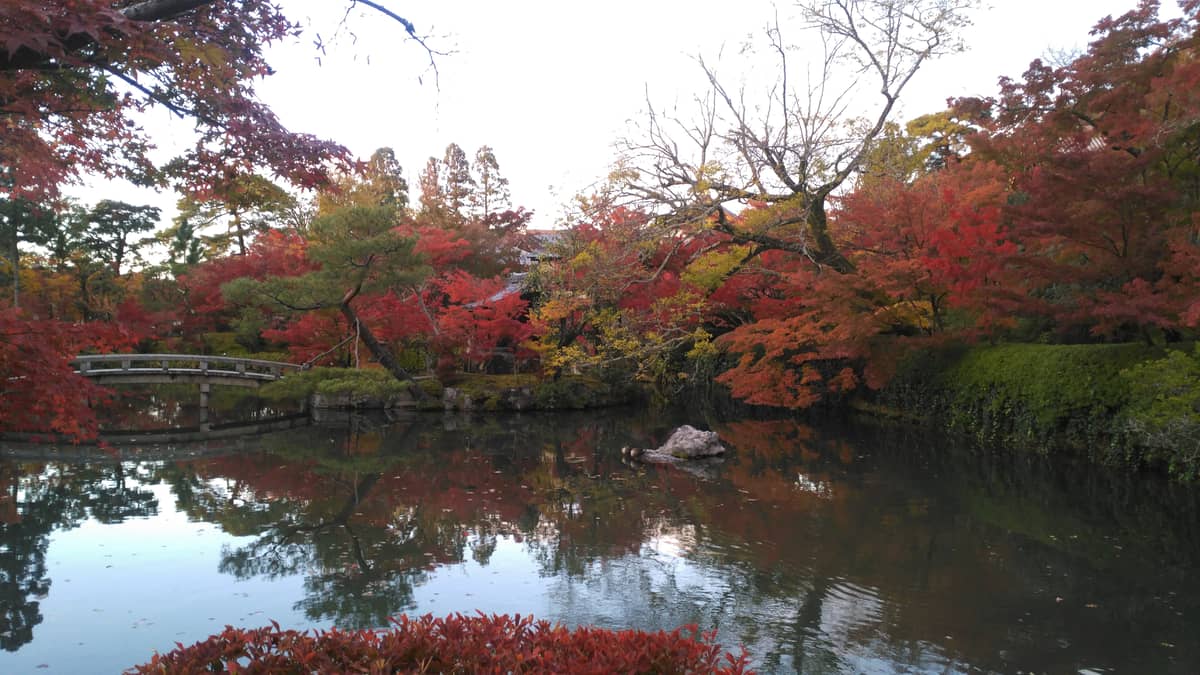 阪京白奈十日游记