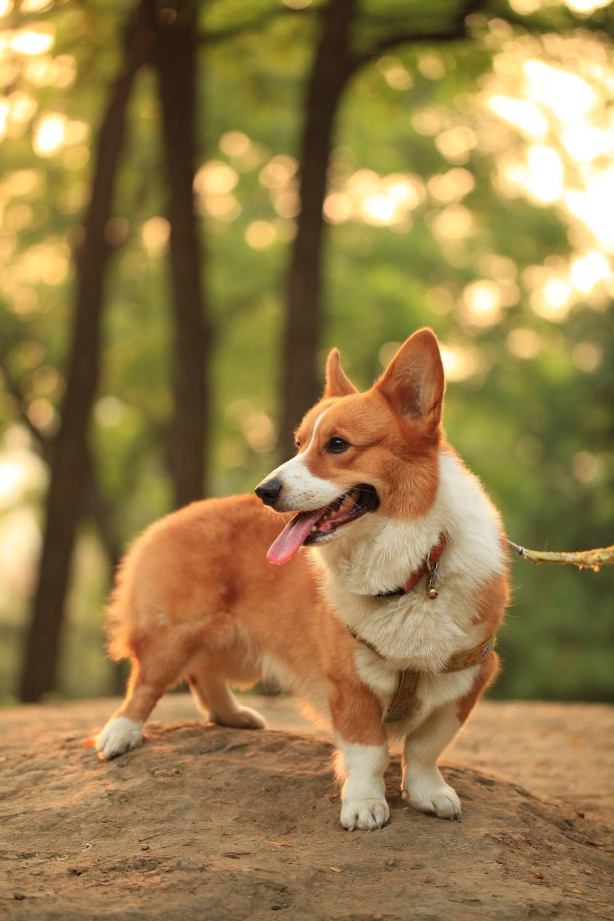 网站抓取工具 website-scraper