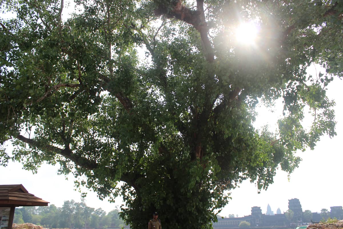 Failed to start php-fpm.service: Unit php-fpm.service is masked.