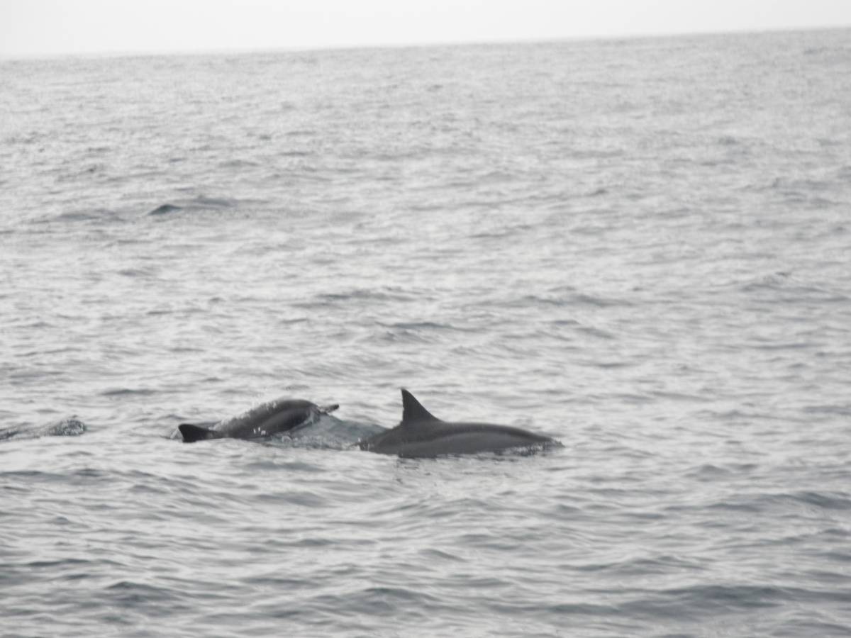 表单元素 disabled 的判定