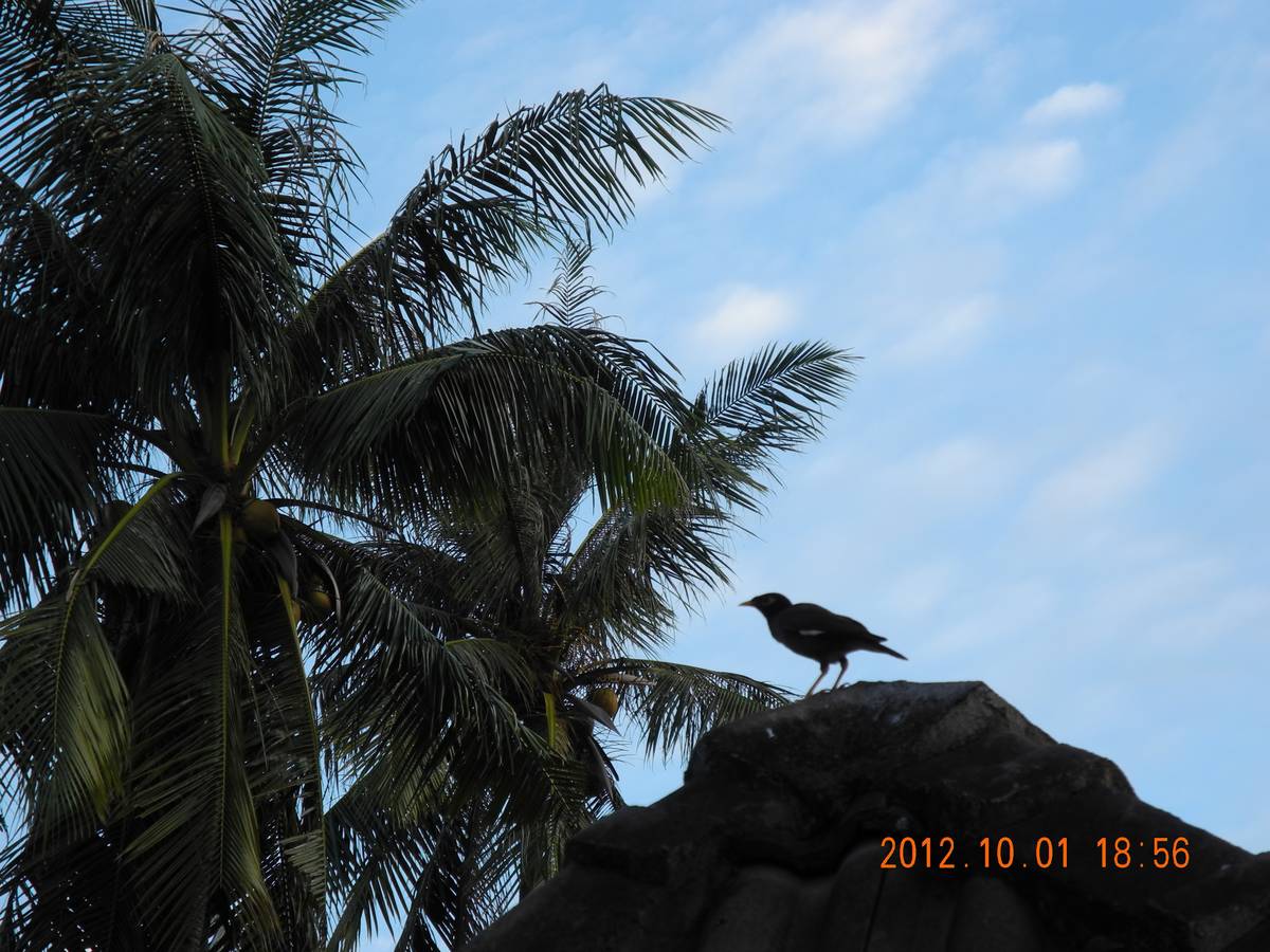 WebSocket.onerror 没有错误描述