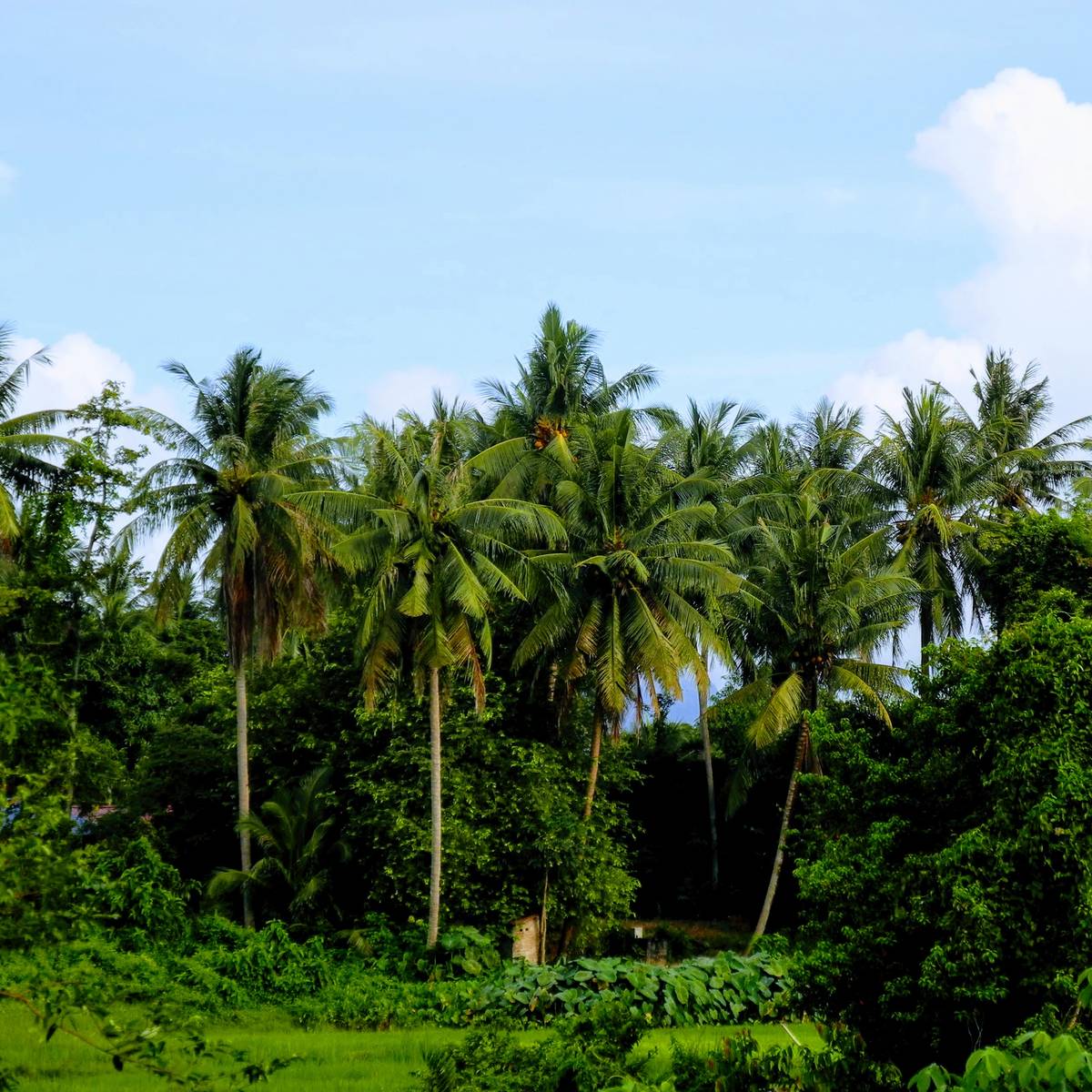 在 Chart.js 的线图里增加竖线