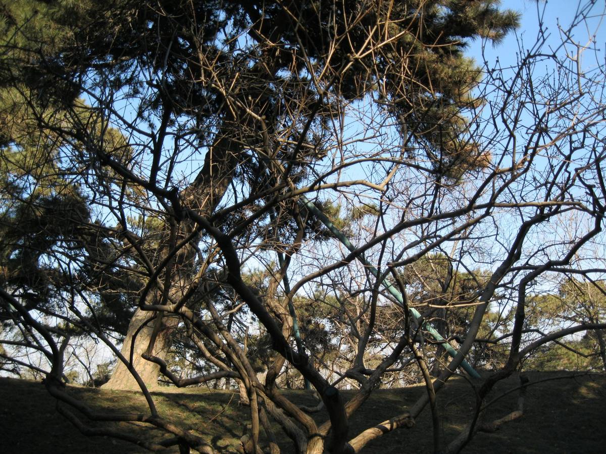 PHP built-in web server 支持自动查找入口