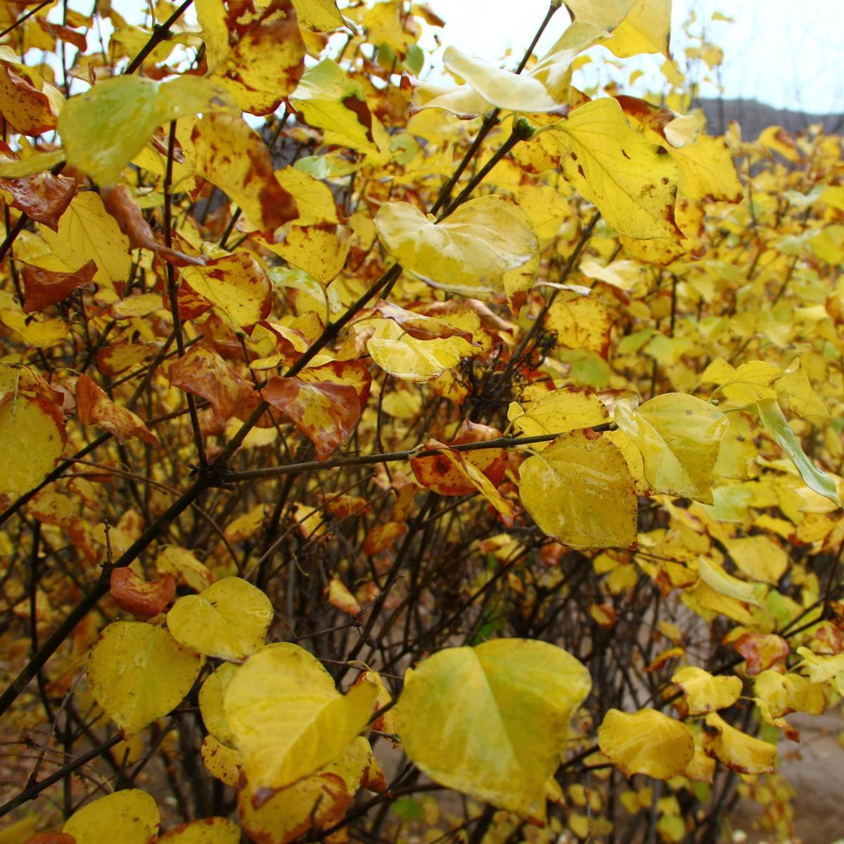 应用创意：视频剪辑工具 Not-Final-Cut