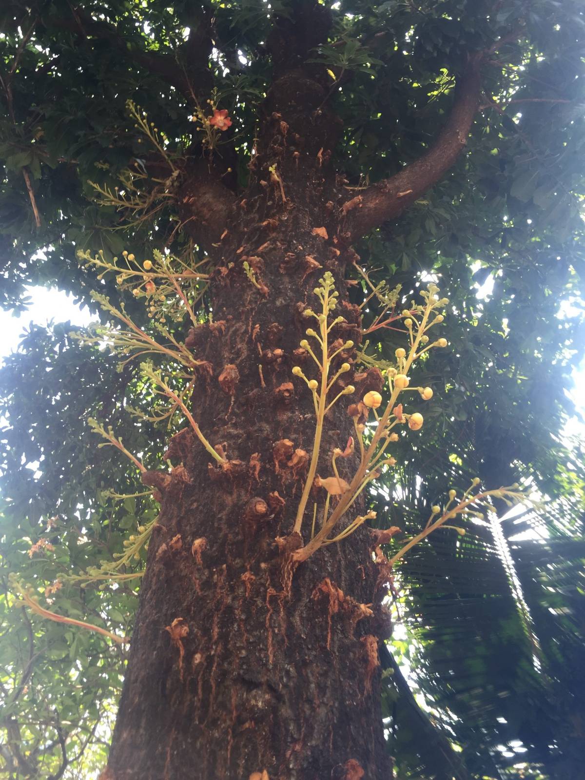 MSI X399 Creation 升级 BIOS 并安装 Windows 11