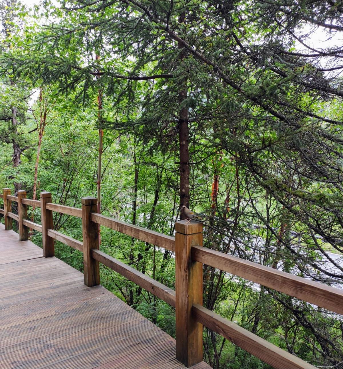 好吧，Google 暂时不打算强推 Chrome Extension MV3 规范