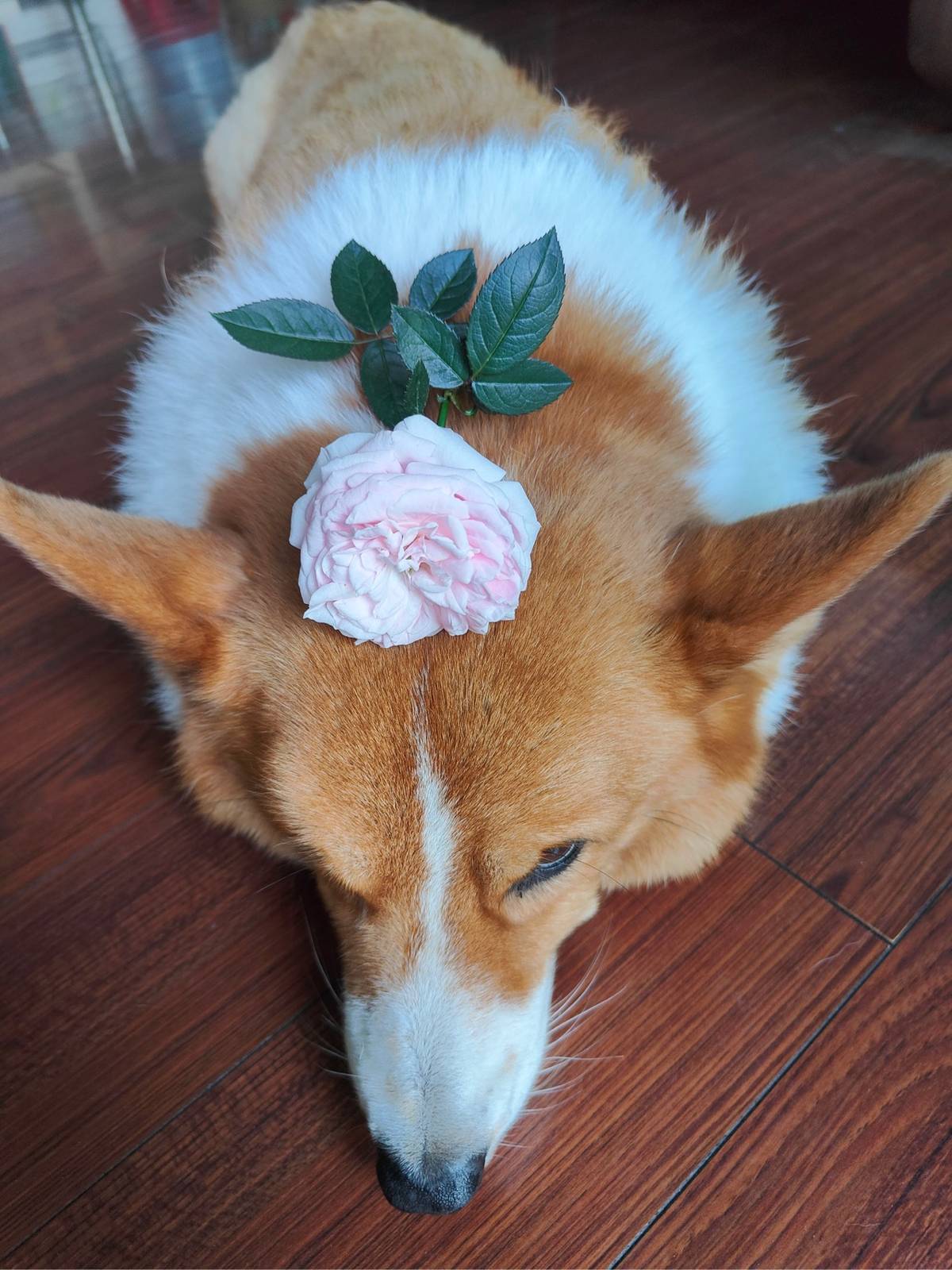 我的 AI 学习一周总结：ChatGPT 开放插件系统