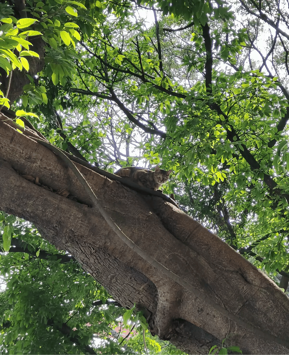 使用 CloudFlare 突破图片防盗链