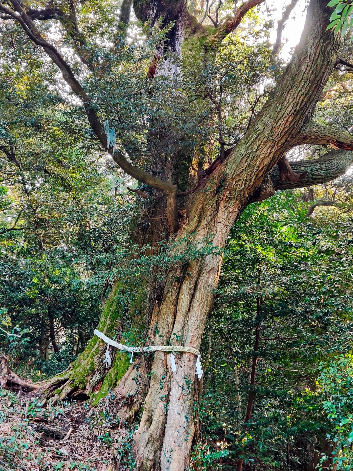 从40秒到11毫秒：TiDB Cloud一次SQL深潜优化实战